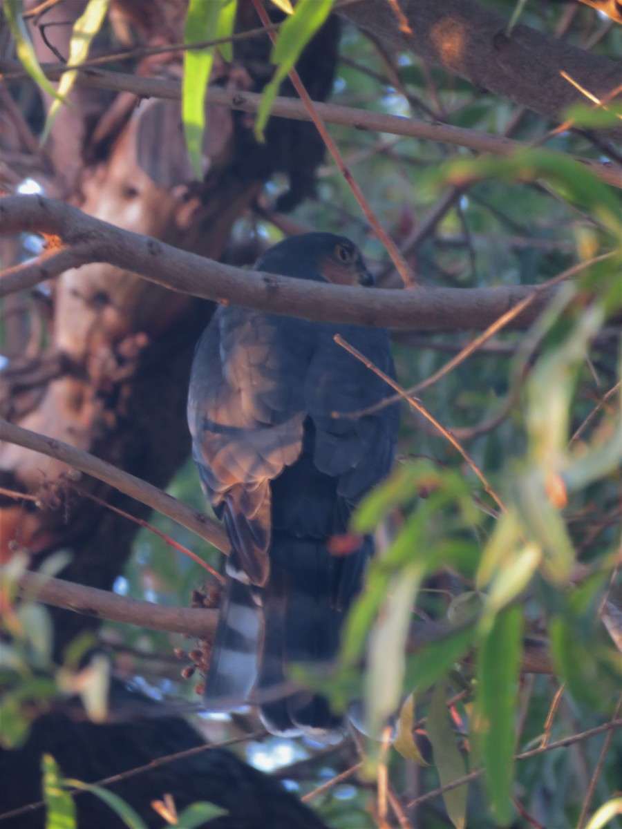 Rufous-breasted Sparrowhawk - ML152550131