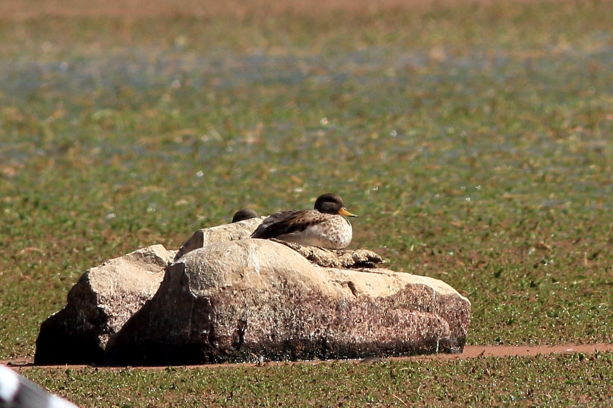 Yellow-billed Teal - ML152551071