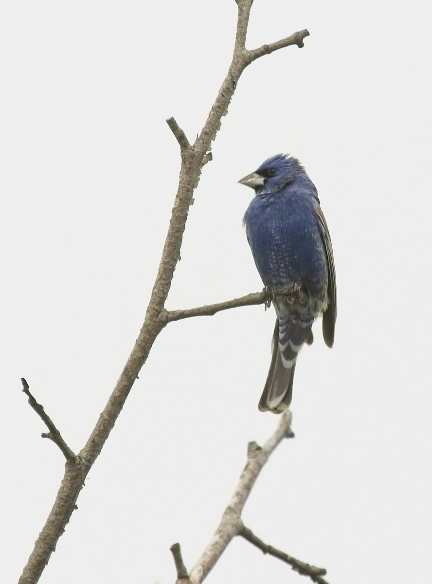 Blue Grosbeak - ML152551261