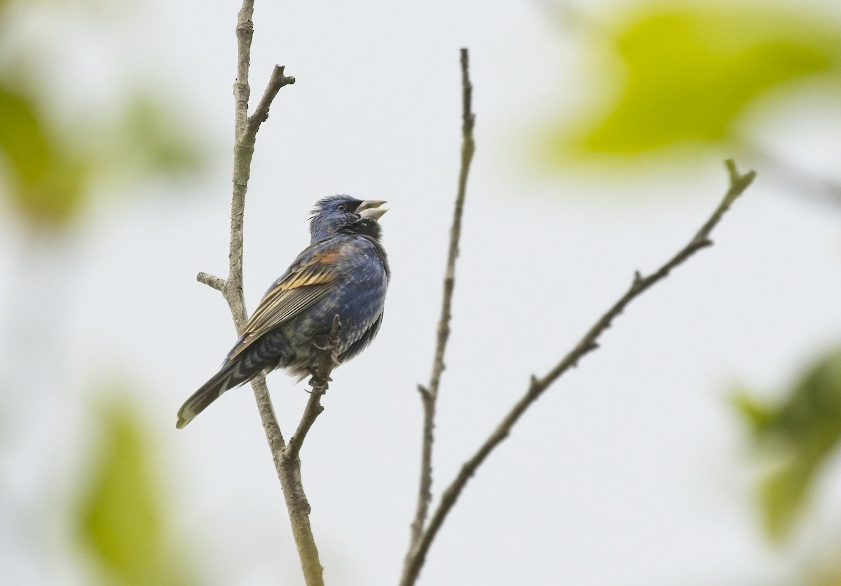 Blue Grosbeak - ML152551321