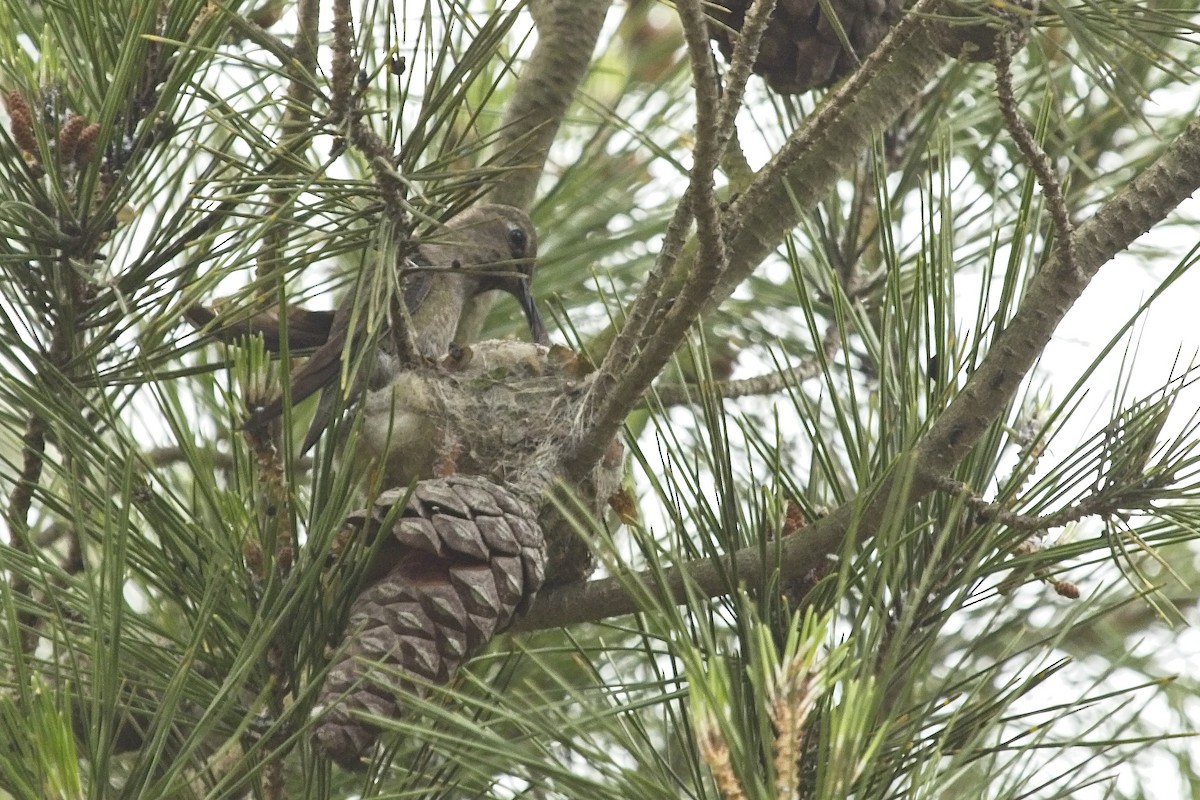 Anna's Hummingbird - ML152551461