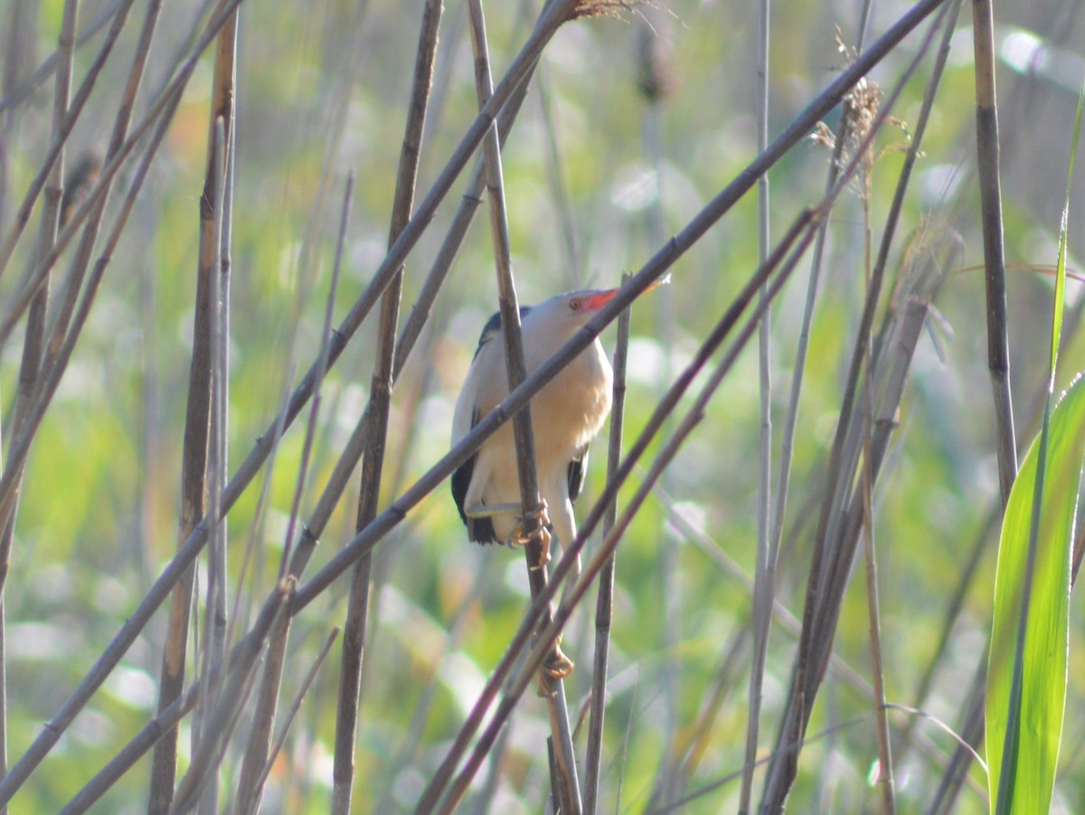 Little Bittern - Gary Howen