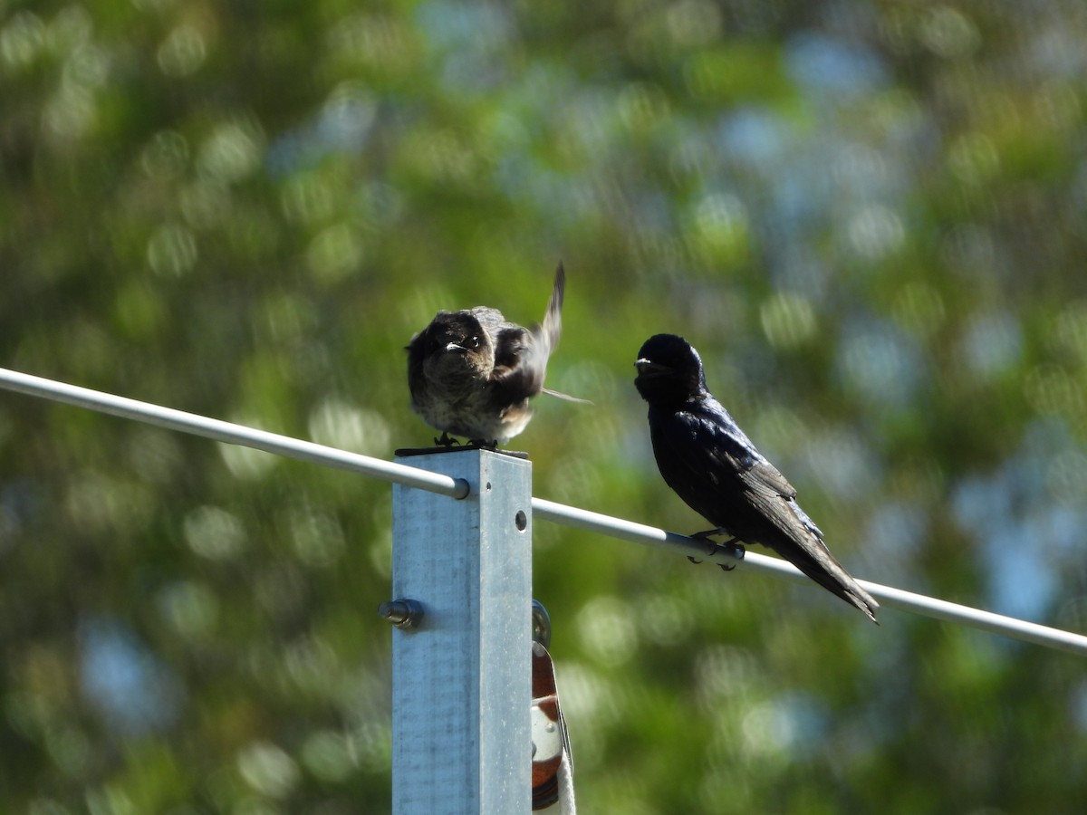 Purple Martin - ML152552131