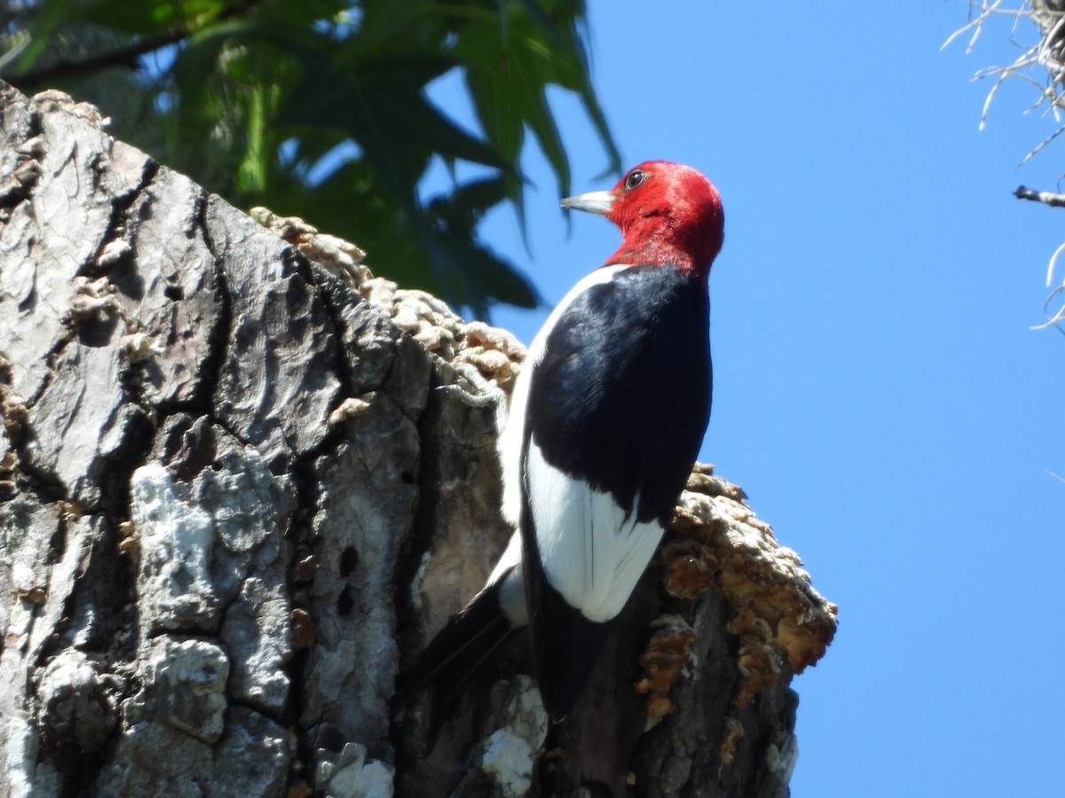 Red-headed Woodpecker - ML152553371