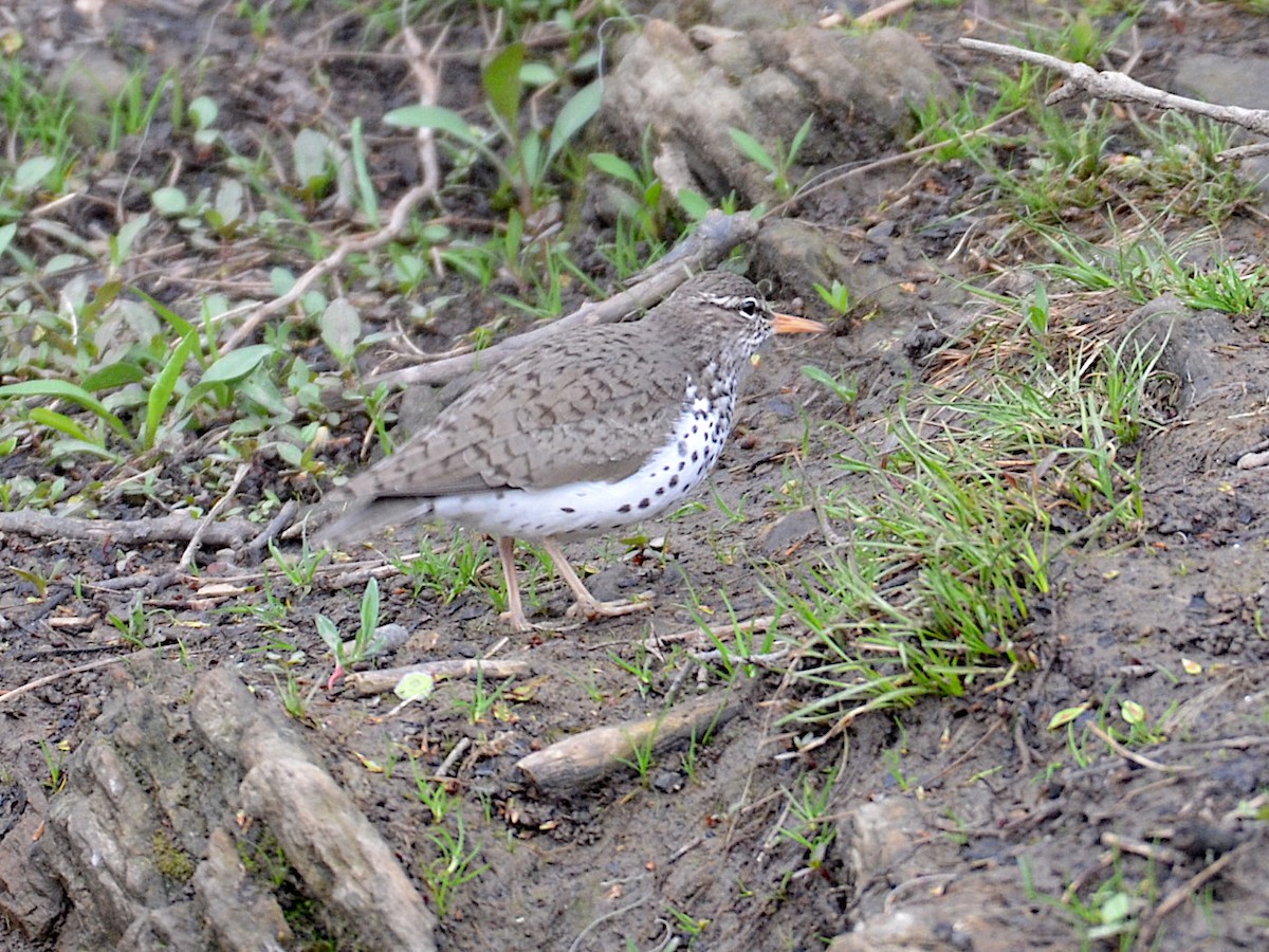 Spotted Sandpiper - ML152553991