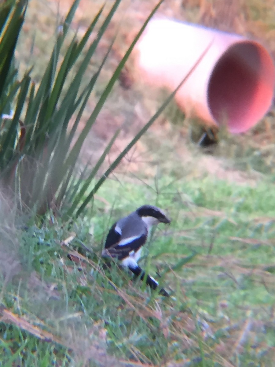 Loggerhead Shrike - ML152555601