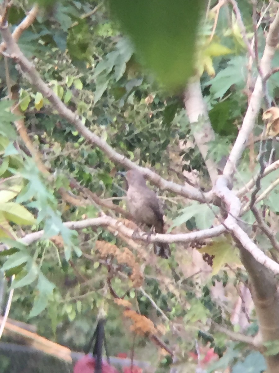 Curve-billed Thrasher - ML152556131