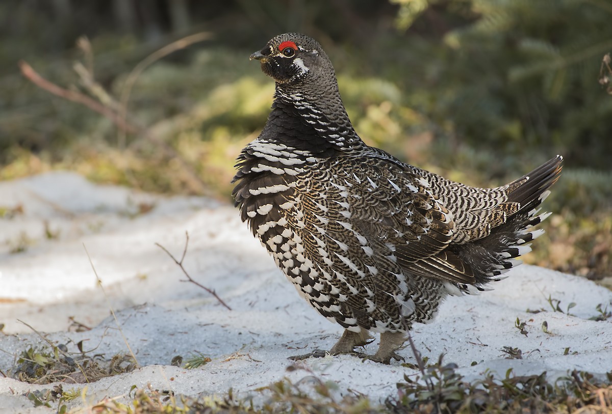 Spruce Grouse - ML152557871