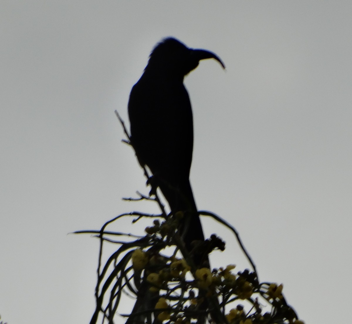 Common Scimitarbill - ML152558361