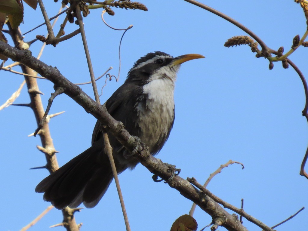 Indian Scimitar-Babbler - ML152558971