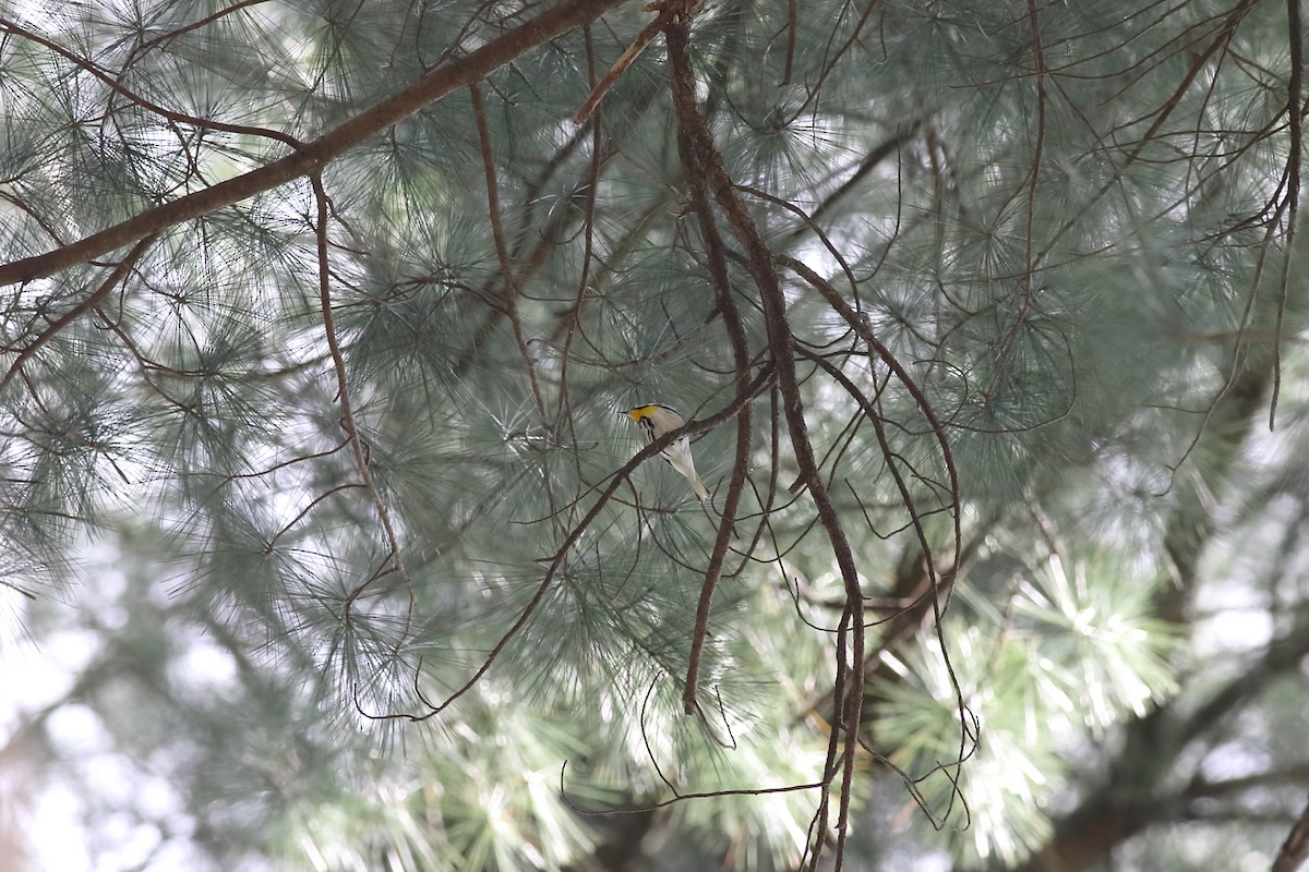 Yellow-throated Warbler - ML152558981