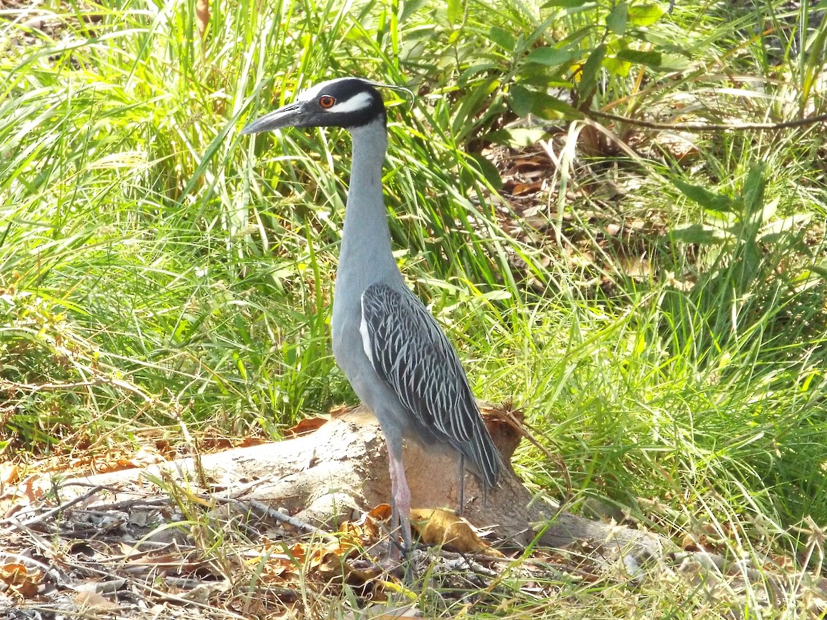 Yellow-crowned Night Heron - ML152559031