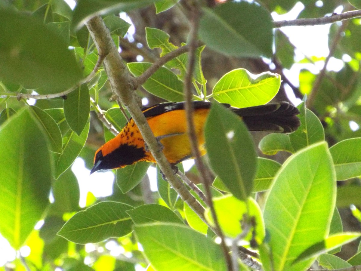 Spot-breasted Oriole - ML152559401