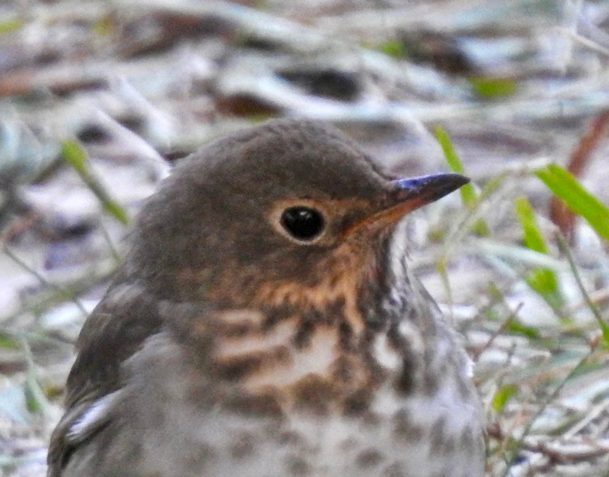 Swainson's Thrush - ML152559511