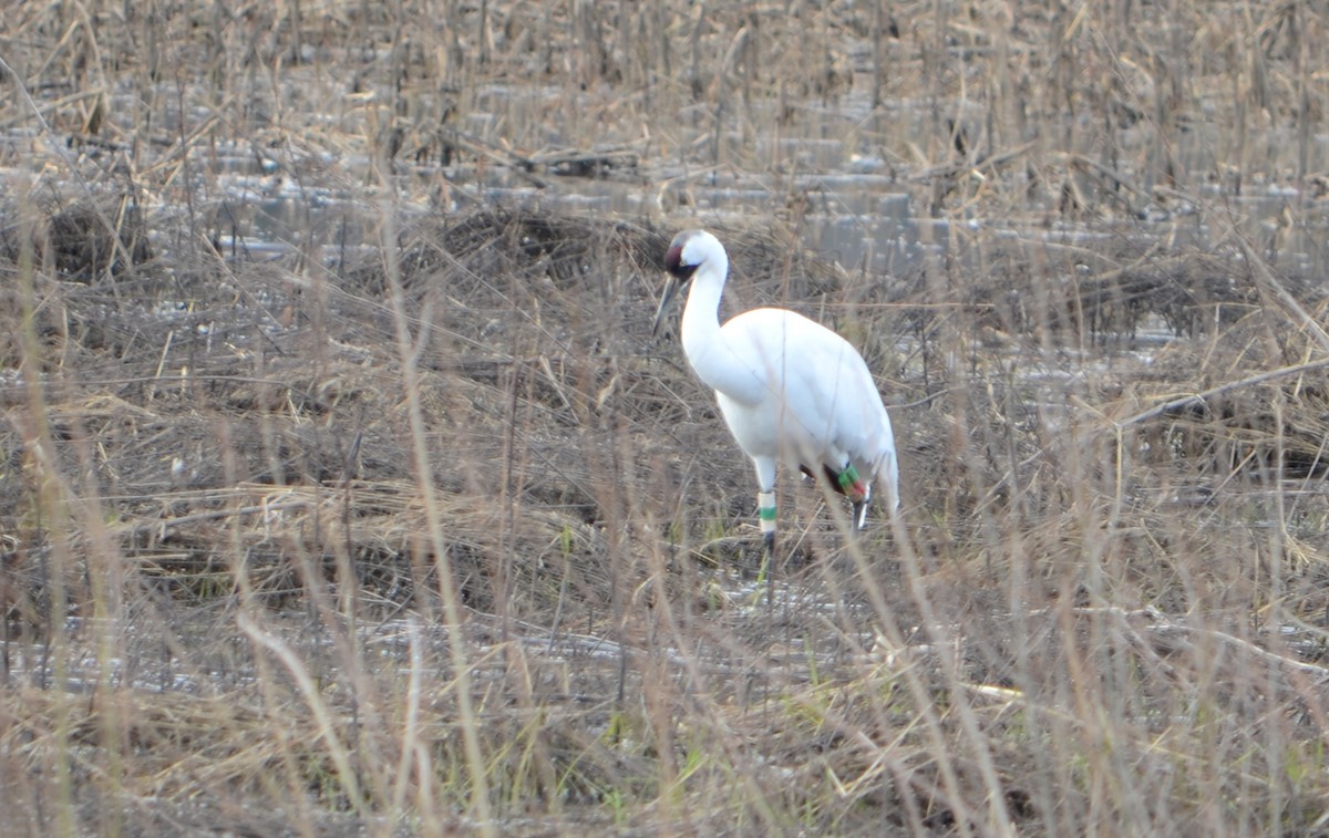 Whooping Crane - ML152560461