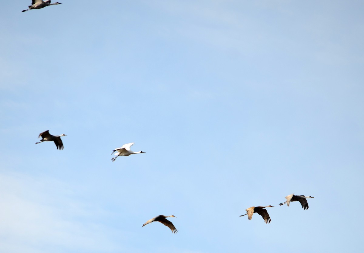 Whooping Crane - ML152560471