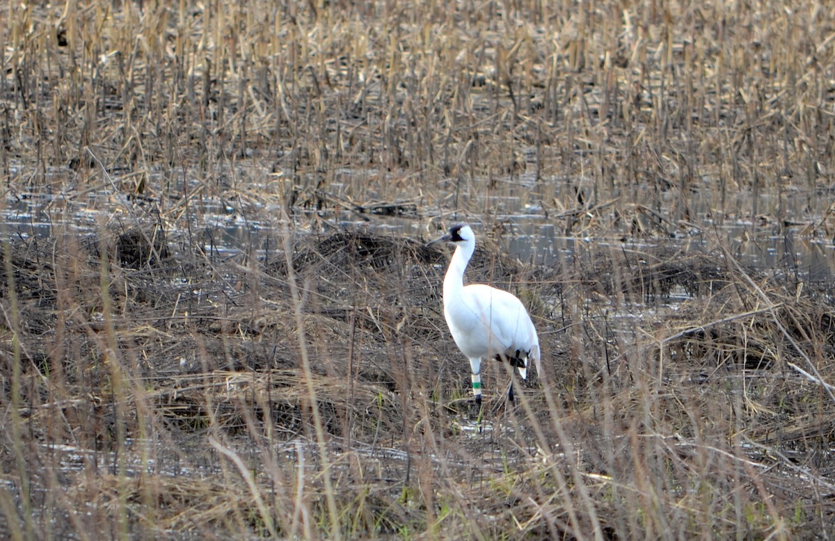 Whooping Crane - ML152560481