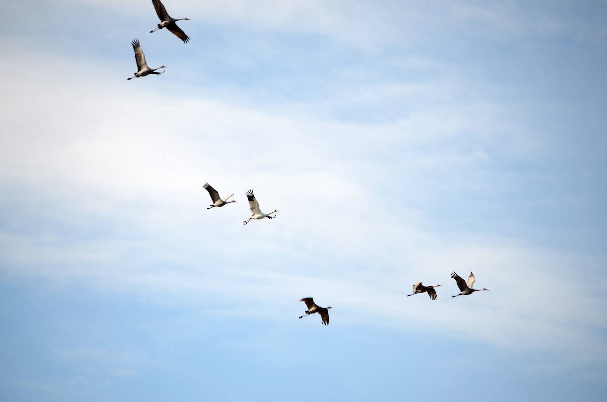 Whooping Crane - ML152560531