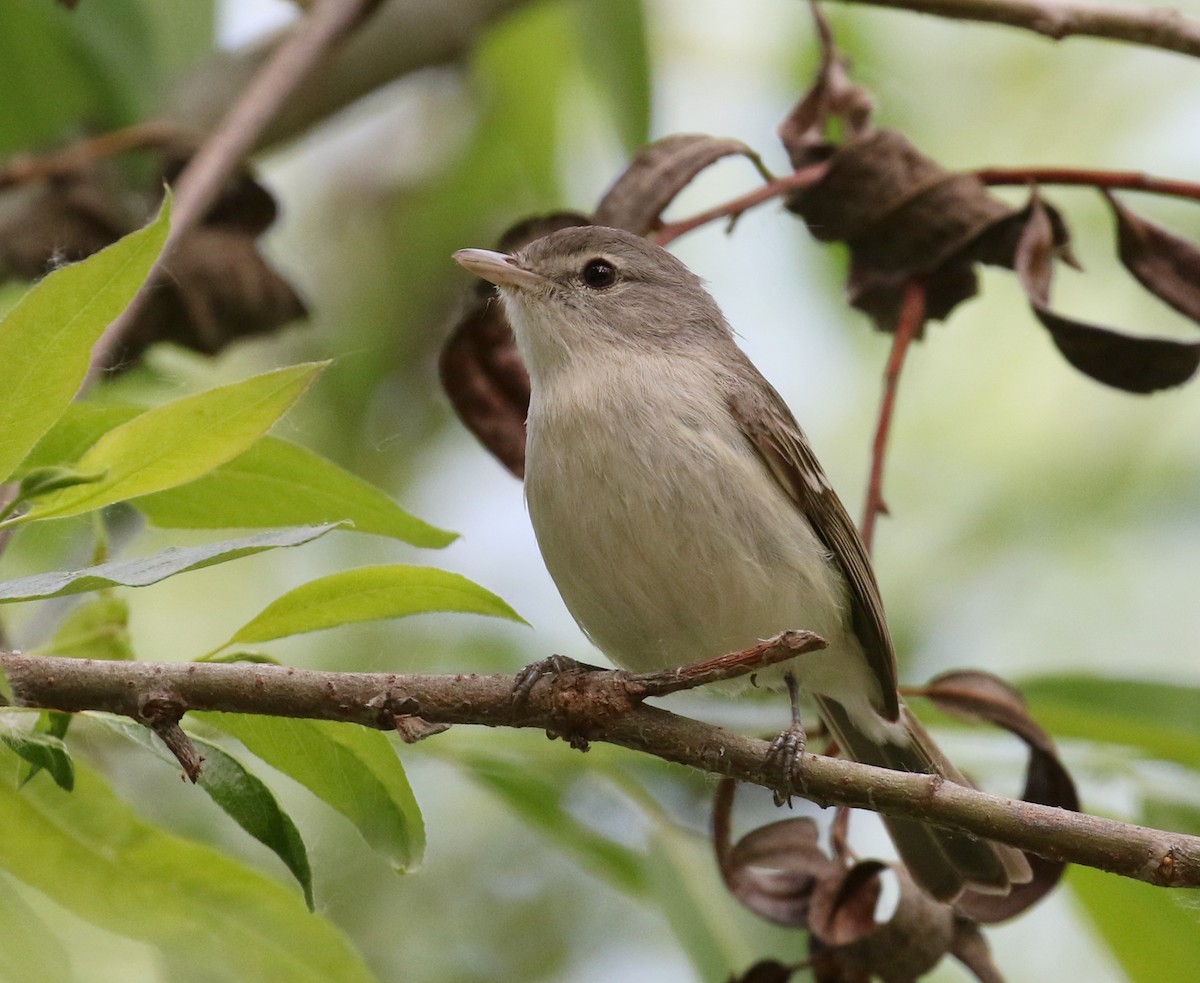 Braunaugenvireo - ML152560561