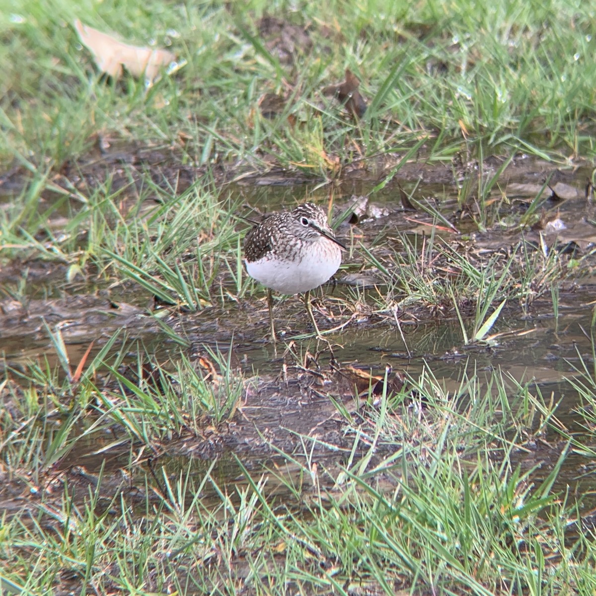 Solitary Sandpiper - ML152563941