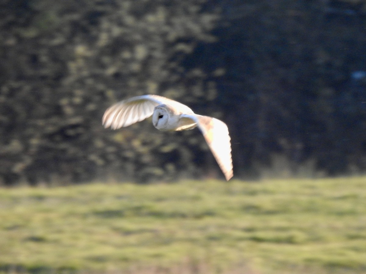 Barn Owl - ML152564071