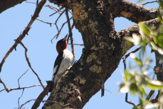 Red-headed Woodpecker - ML152564241