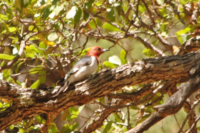 Red-headed Woodpecker - ML152564281