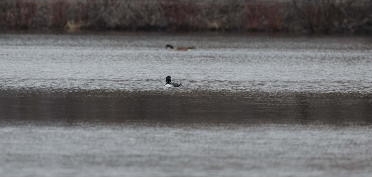 Common Loon - Ed kendall