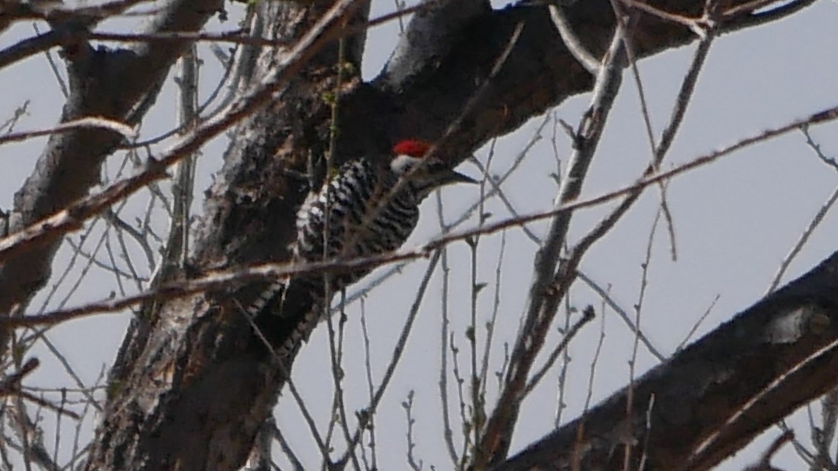 Ladder-backed Woodpecker - ML152566591