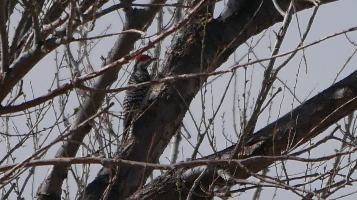 Ladder-backed Woodpecker - ML152566601