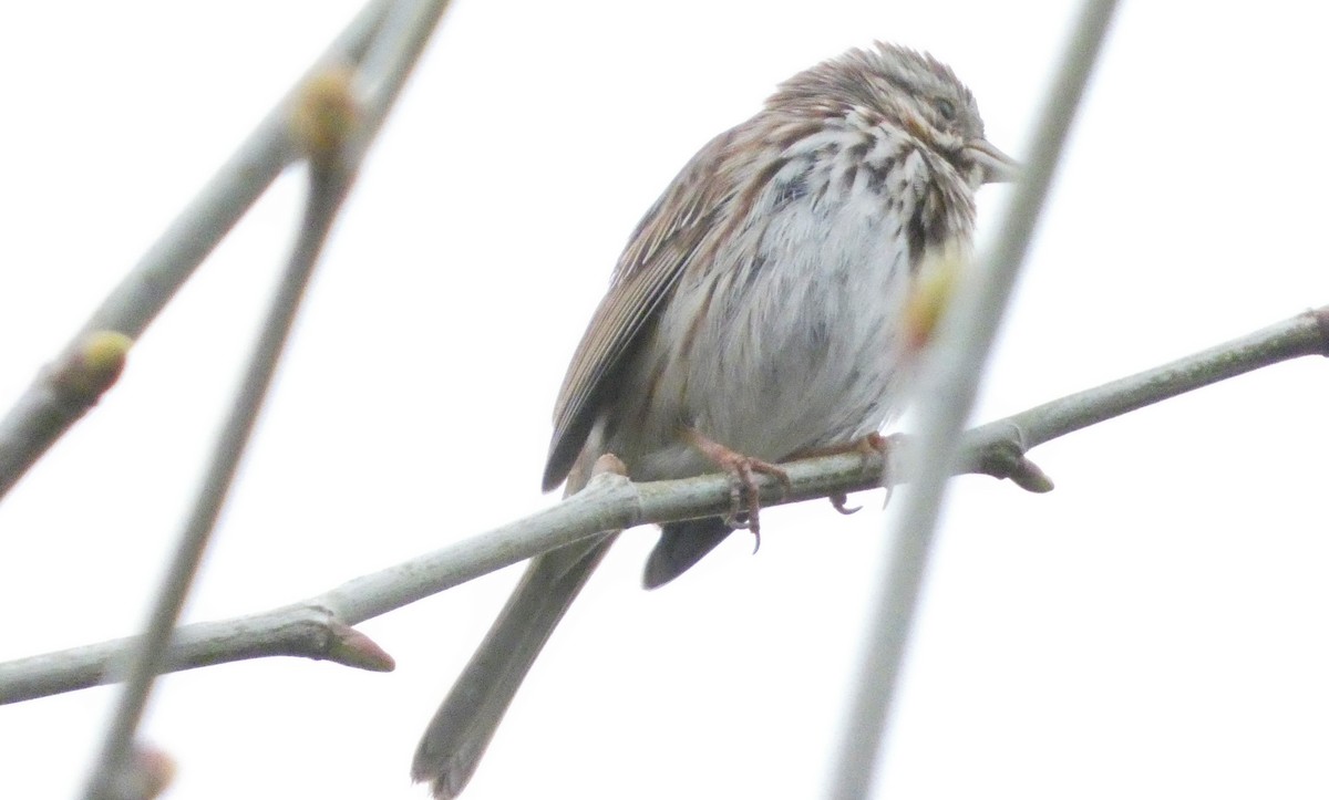 Song Sparrow - ML152567291