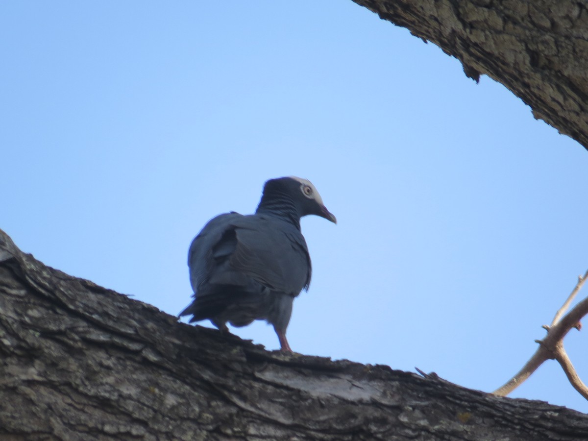 White-crowned Pigeon - ML152567951