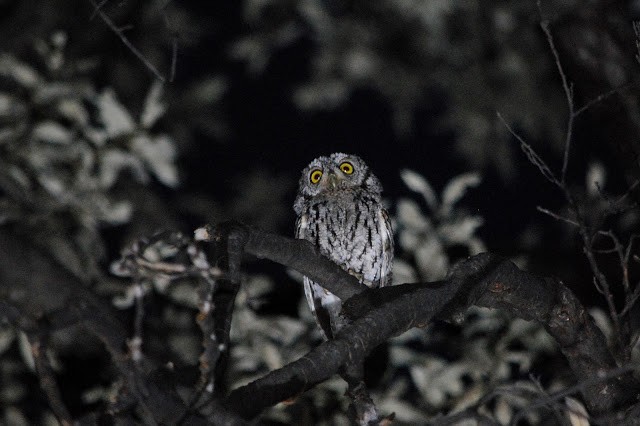 Whiskered Screech-Owl - ML152569071