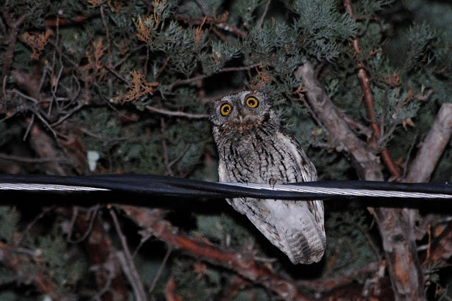 Whiskered Screech-Owl - ML152569091