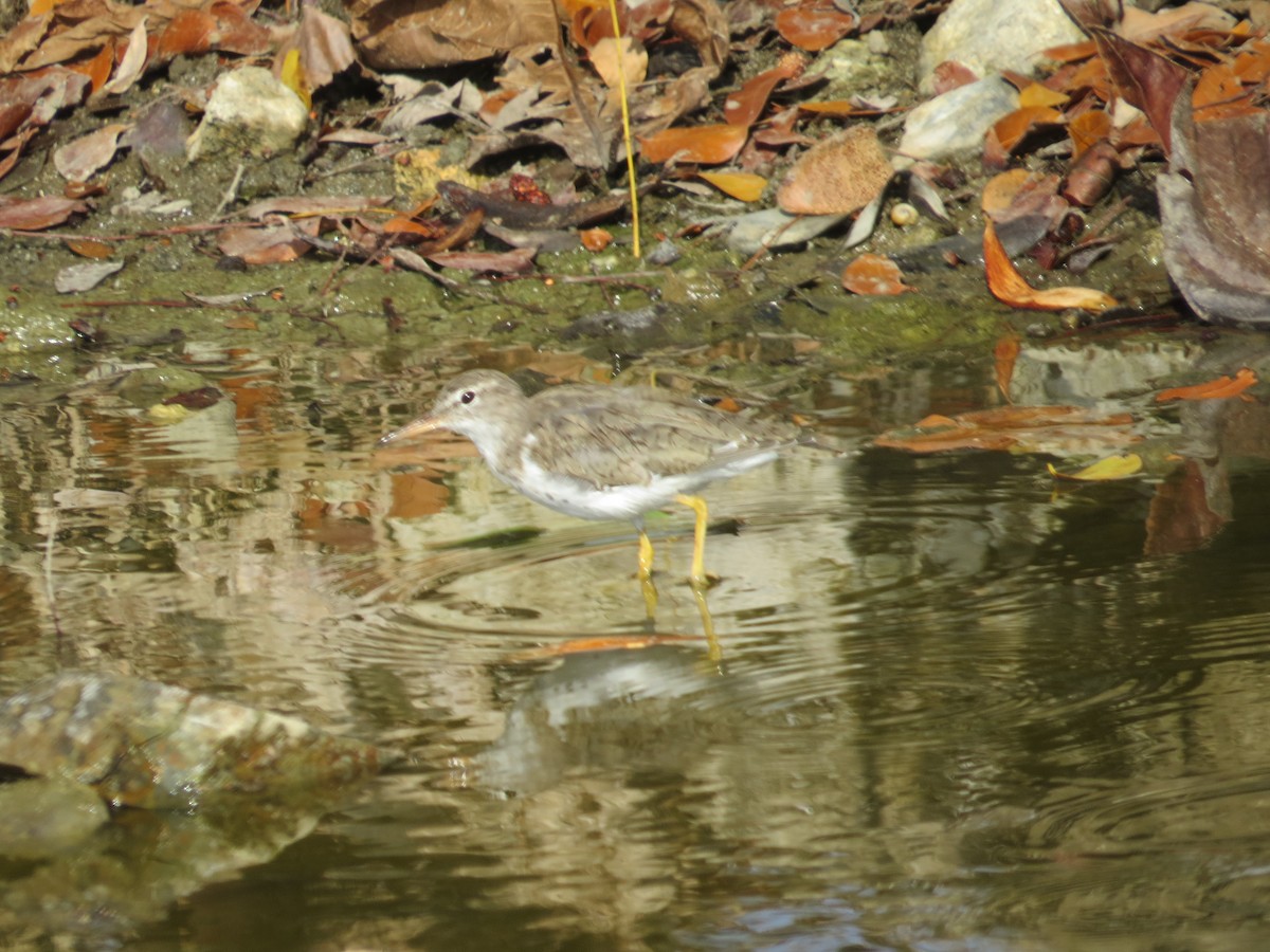 Spotted Sandpiper - ML152569941