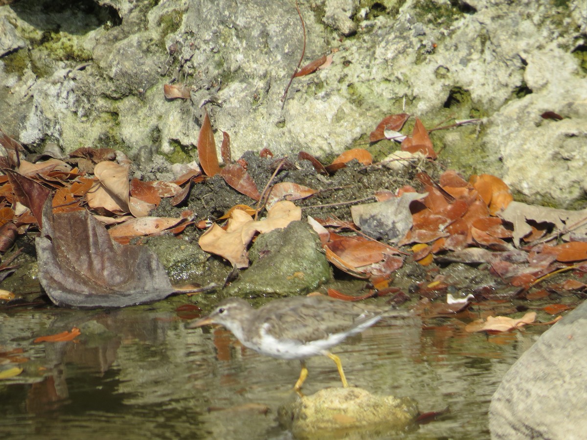 Spotted Sandpiper - ML152569951