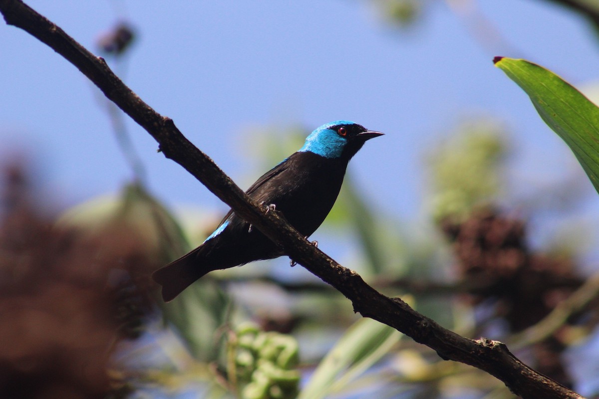 Scarlet-thighed Dacnis - Gumercindo  Pimentel