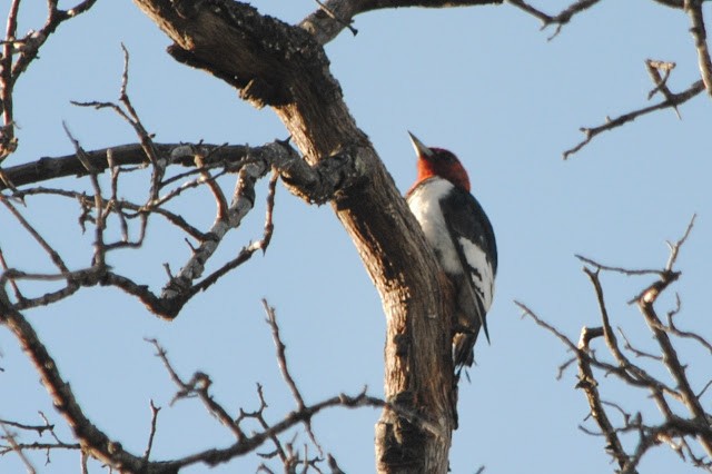 Red-headed Woodpecker - ML152571231