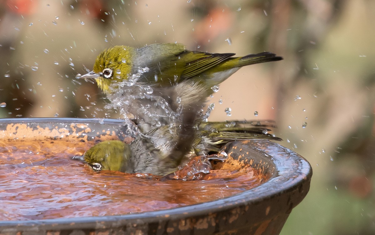 Silvereye - shorty w