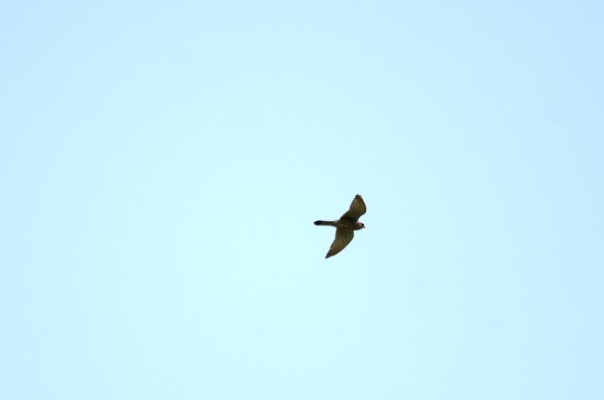 Red-footed Falcon - Marko Cvijanovic