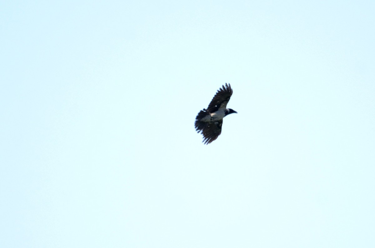 Hooded Crow - ML152573551