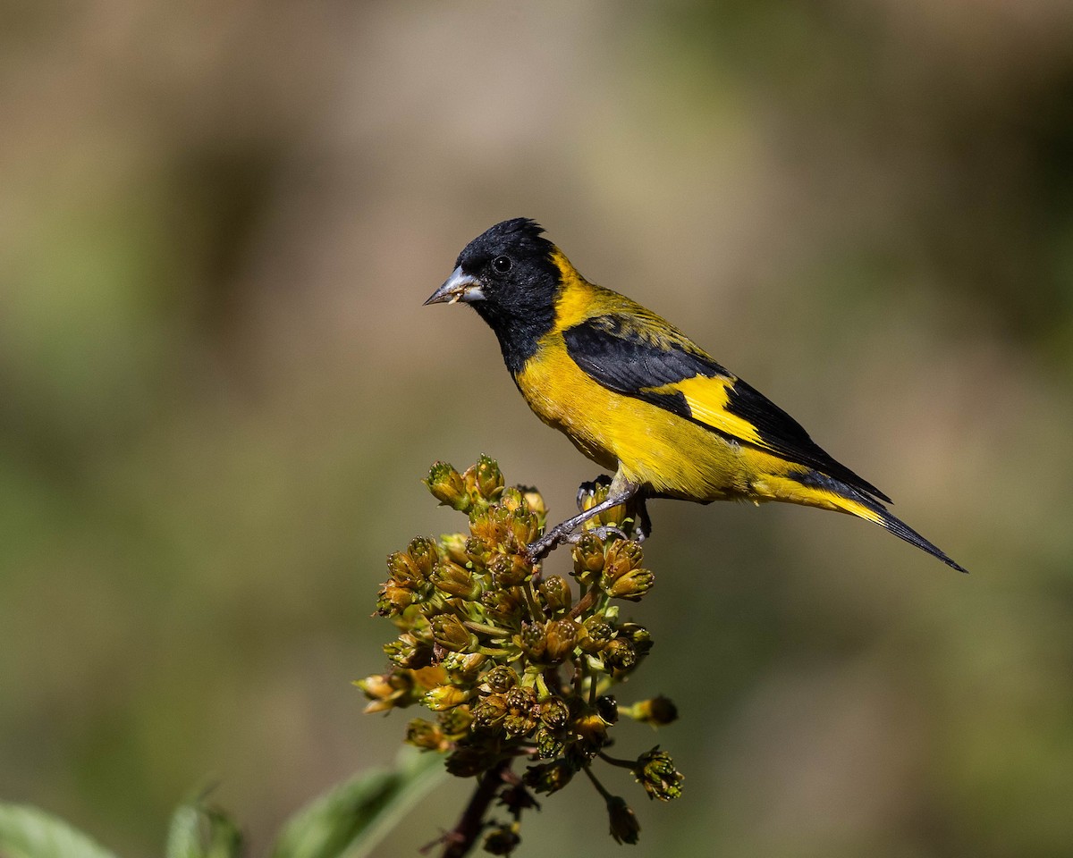 Black-headed Siskin - Jeremy Coleman