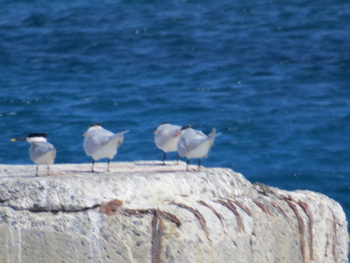 Sandwich Tern - B Griffin