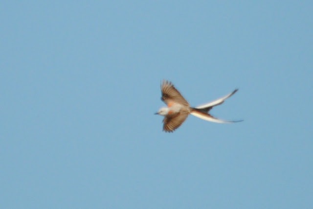 Scissor-tailed Flycatcher - Caleb Strand