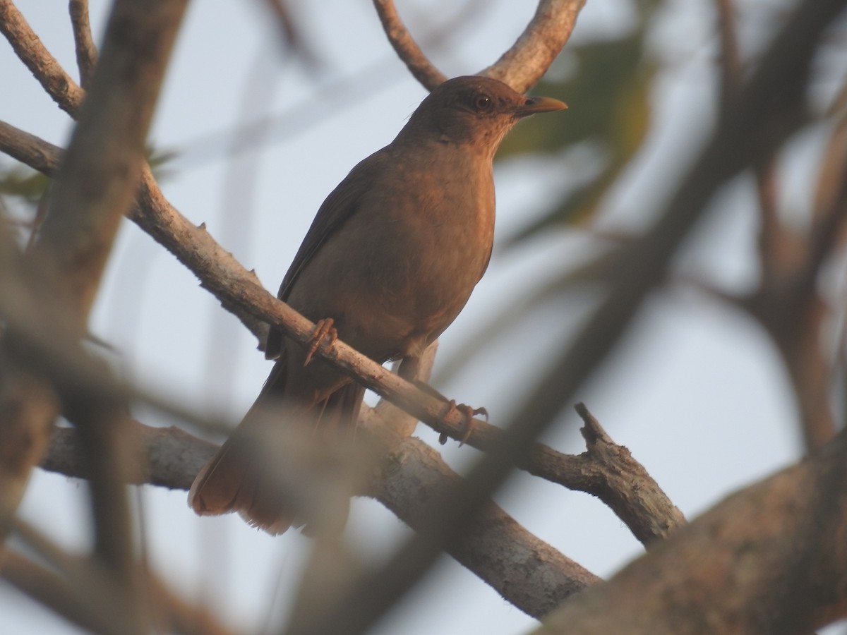 Clay-colored Thrush - ML152575951