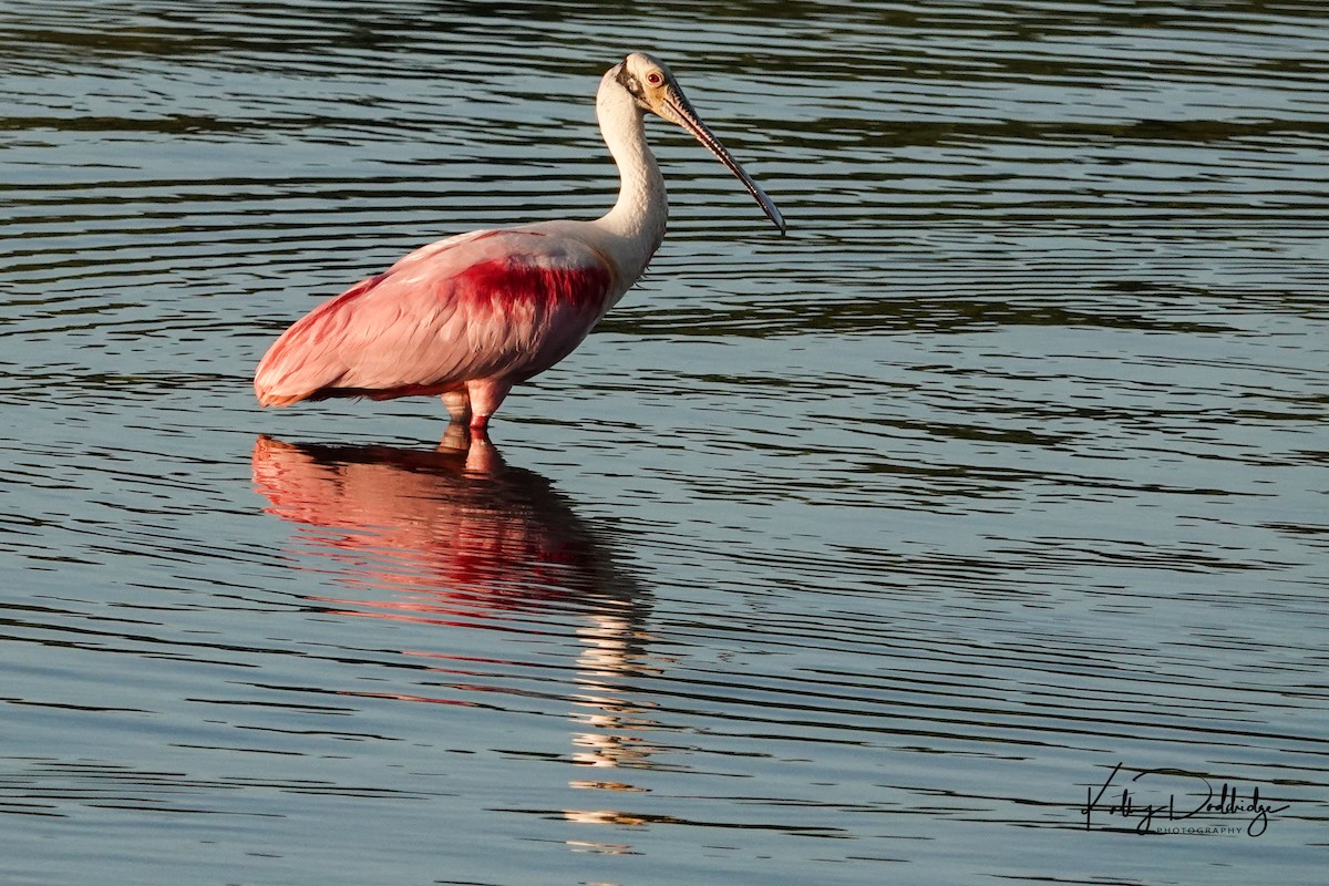 Roseate Spoonbill - ML152575961