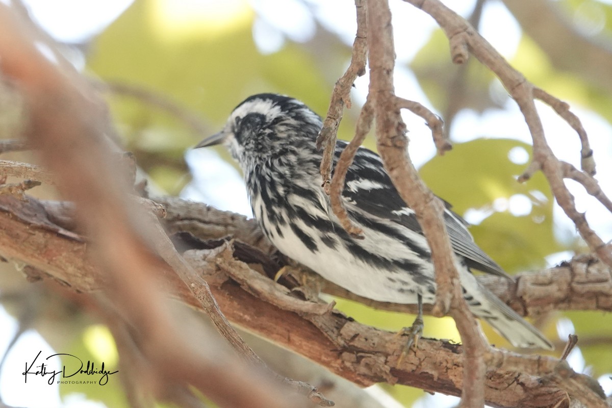 Black-and-white Warbler - Kathy Doddridge