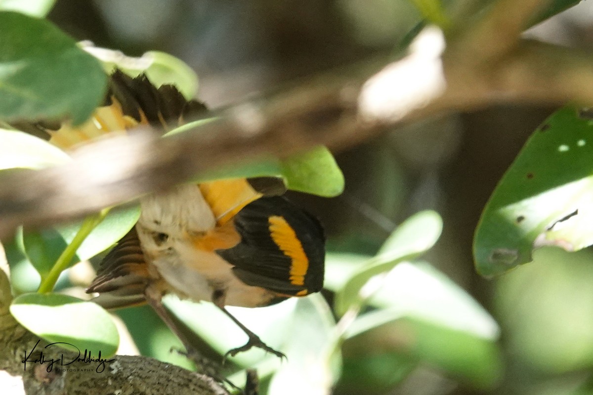 American Redstart - ML152576591