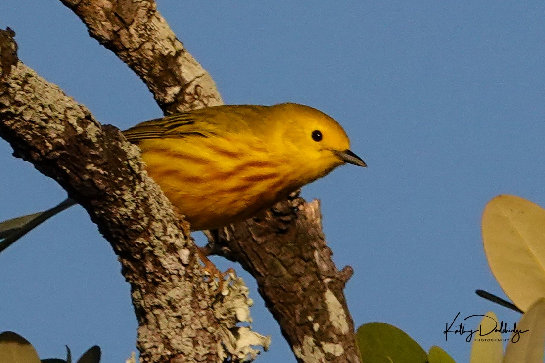 Yellow Warbler - ML152576611