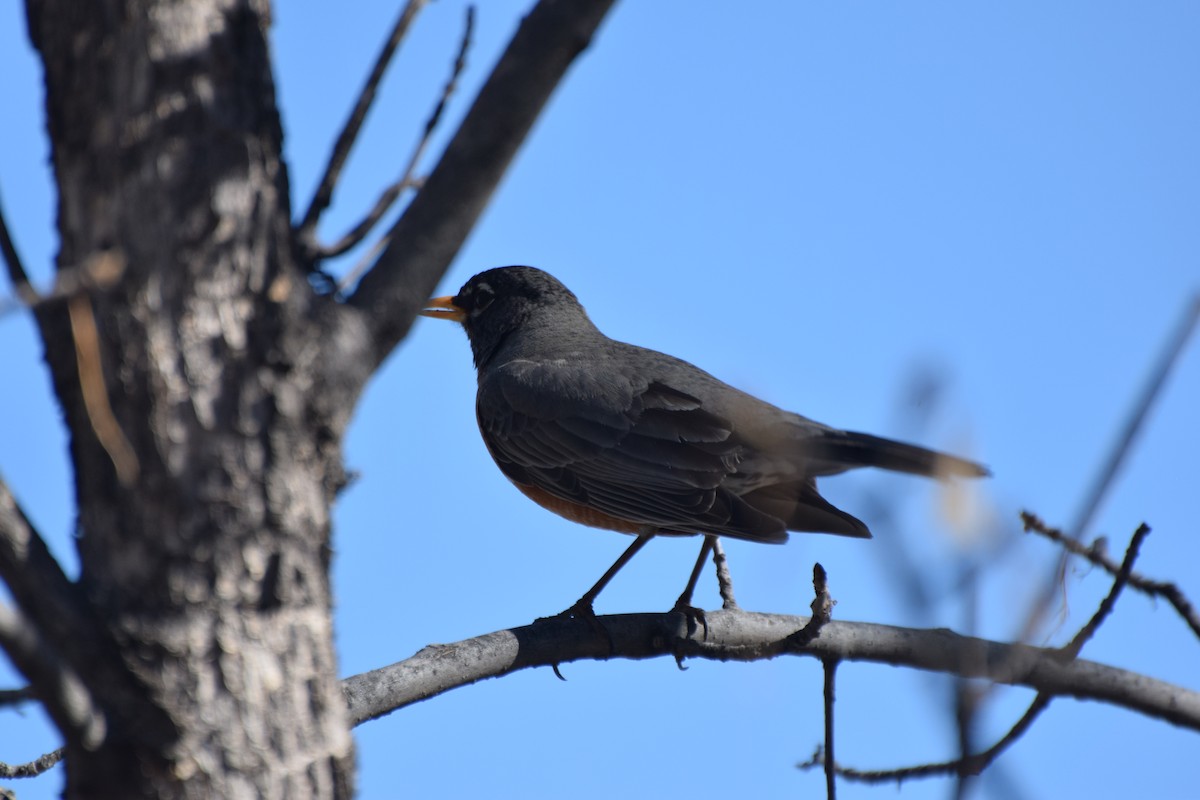 American Robin - ML152577041